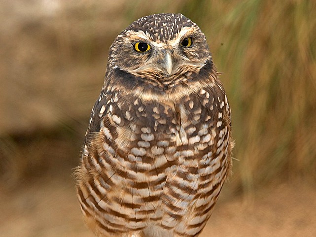 Burrowing Owl Single