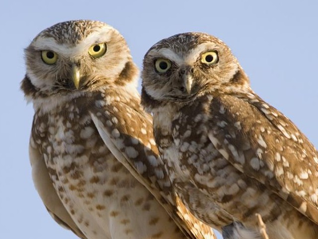 Two Burrowing Owls